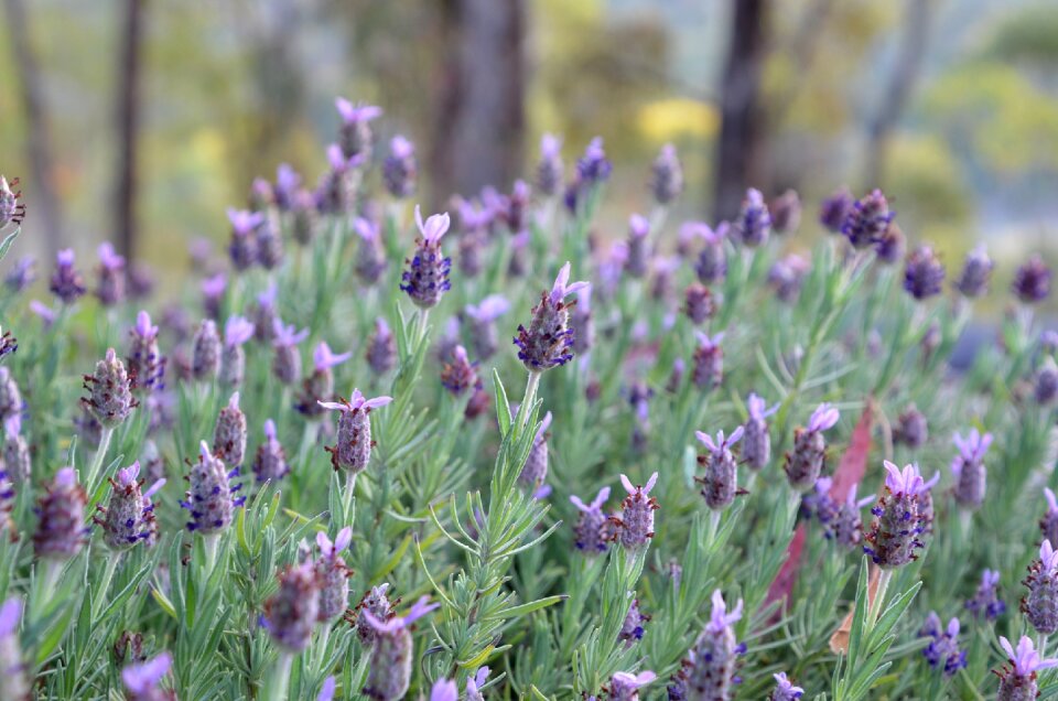 Lilac garden floral
