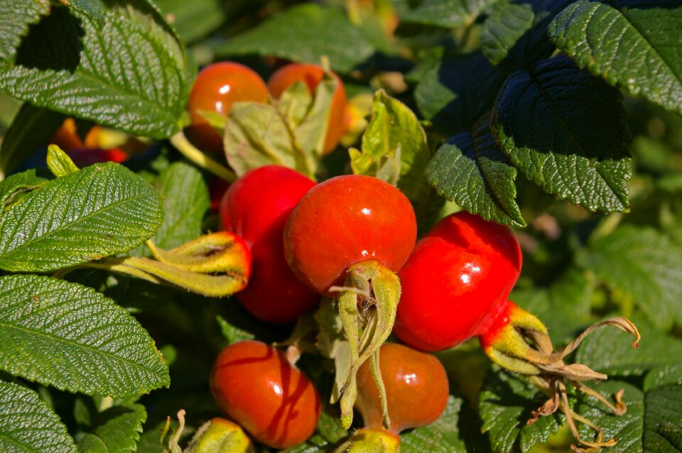 Rose hip garden bush