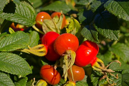 Rose hip garden bush