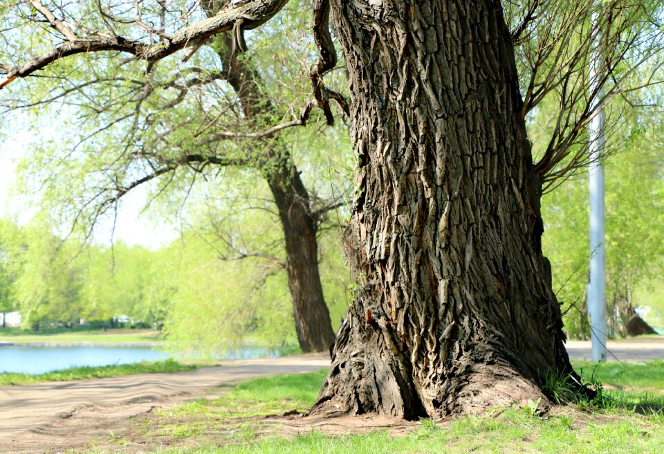 Bark landscape nature