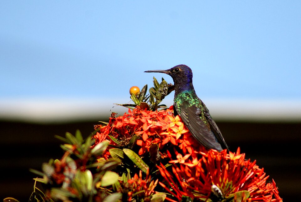 Colibri birds flower