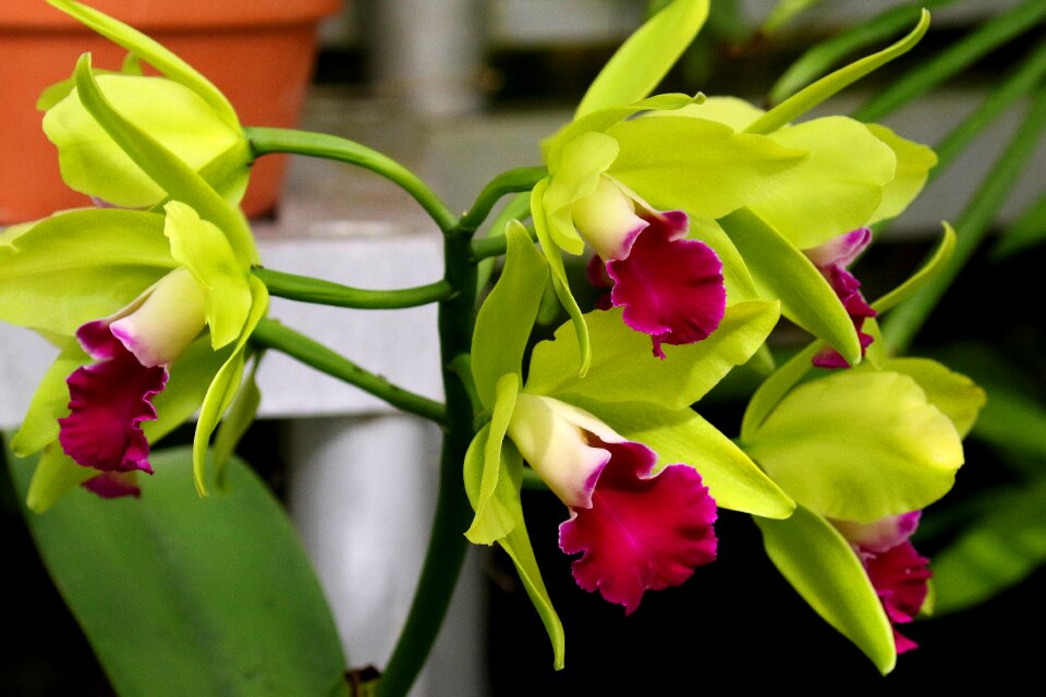 Floral blossom plant