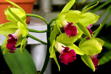 Floral blossom plant