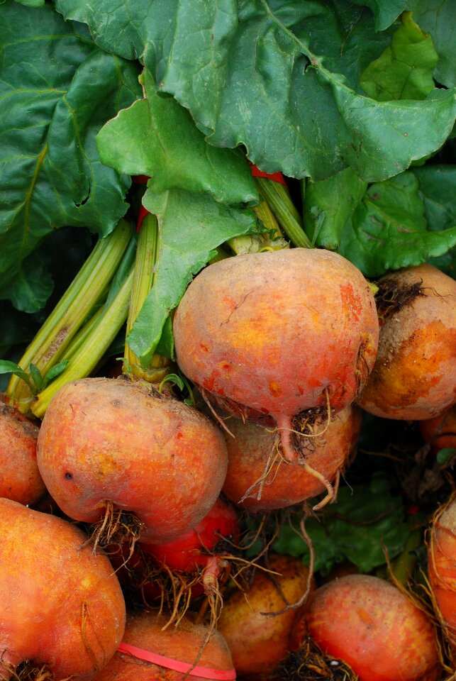 Gold golden beet