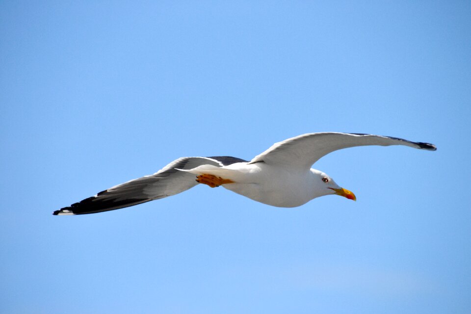 Animal flying sea bird