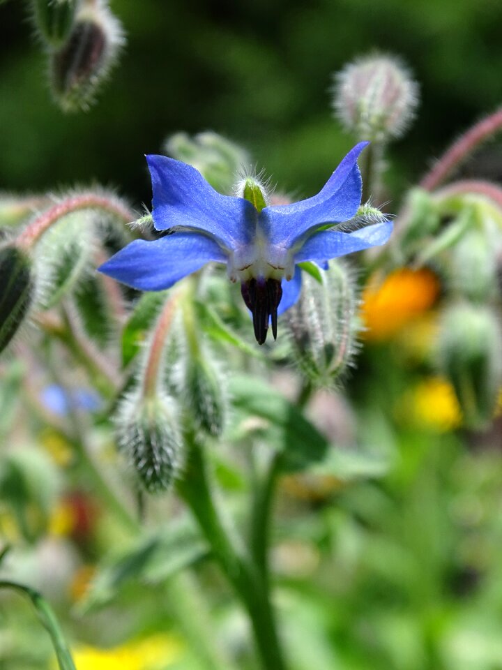 Blue flower borago officinalis blue