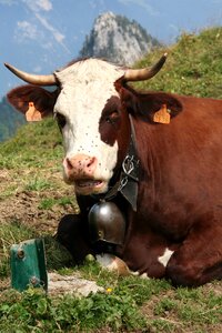 Cattle nature pasture photo