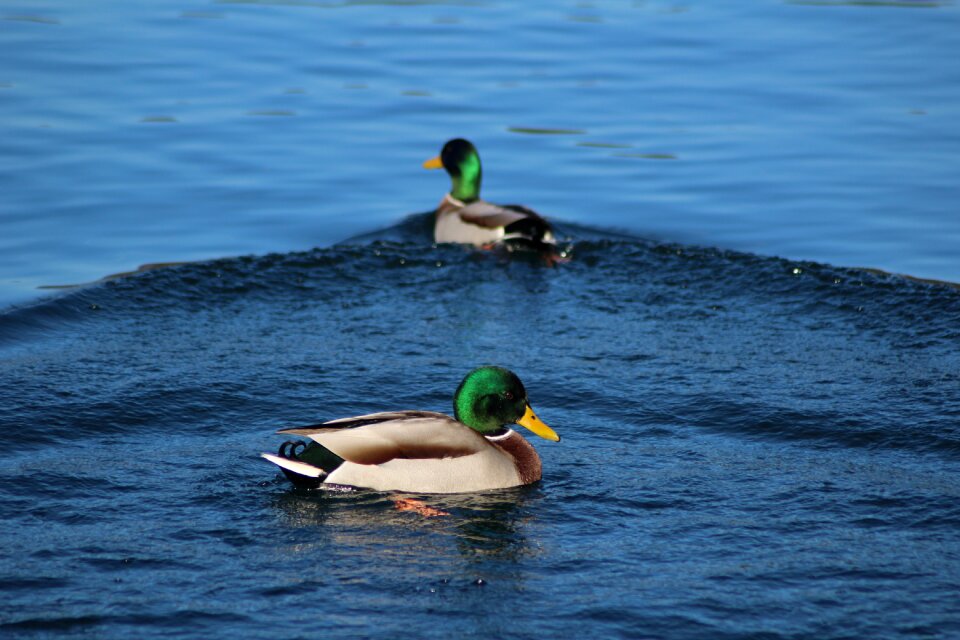 Nature animal wildlife