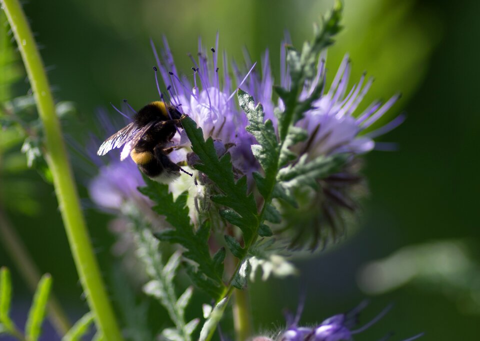 Forage insect fauna