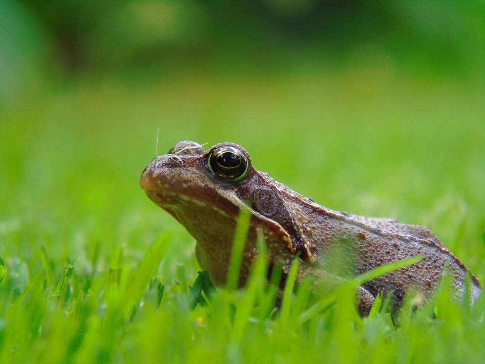 Garden aquatic animal animal