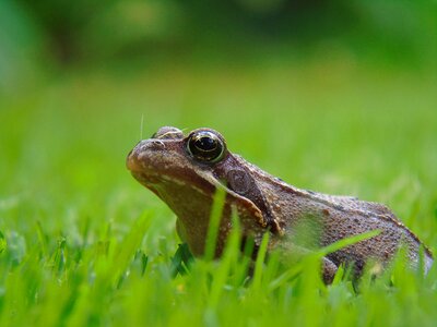Garden aquatic animal animal