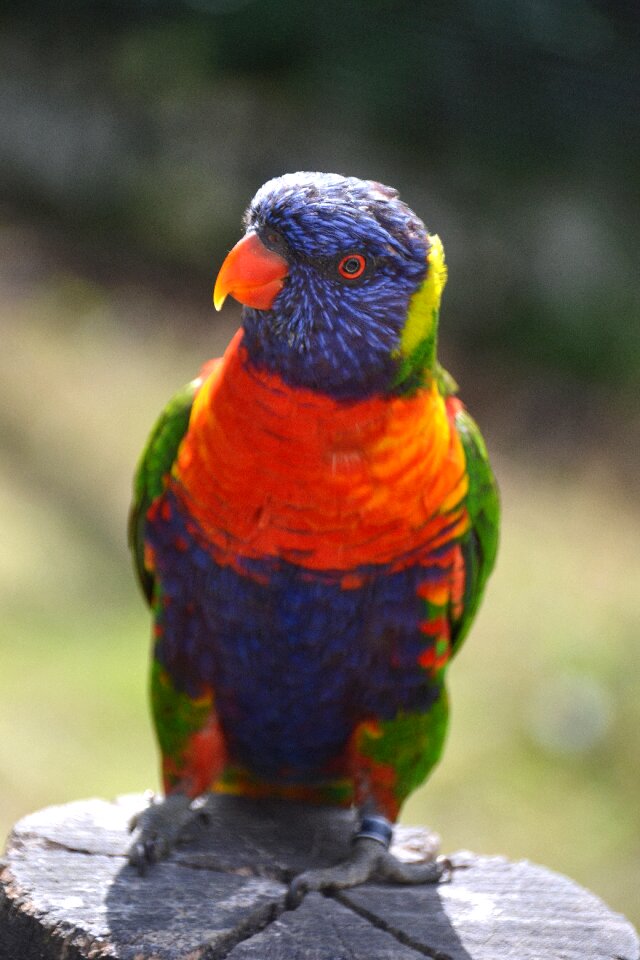 Parrot animal world colorful birds