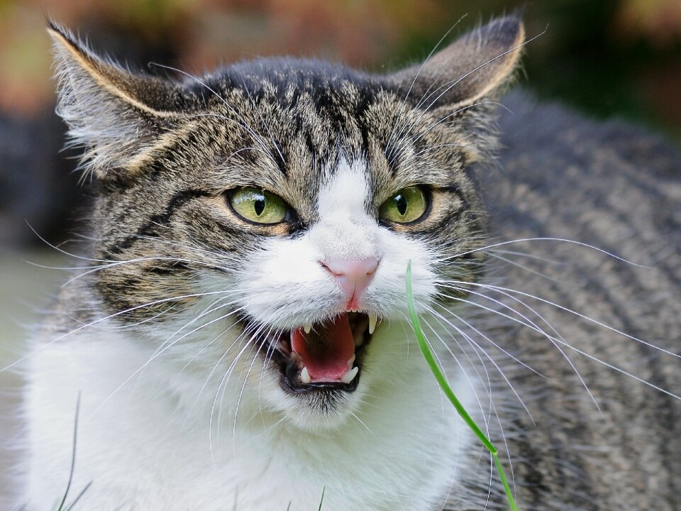 Anger feline animal