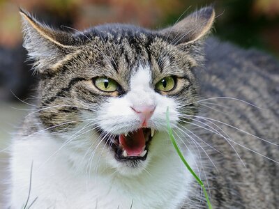 Anger feline animal