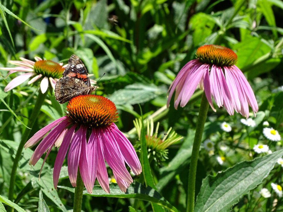 Red glow purple coneflower purple sparkle sonnenhut pink sun hat