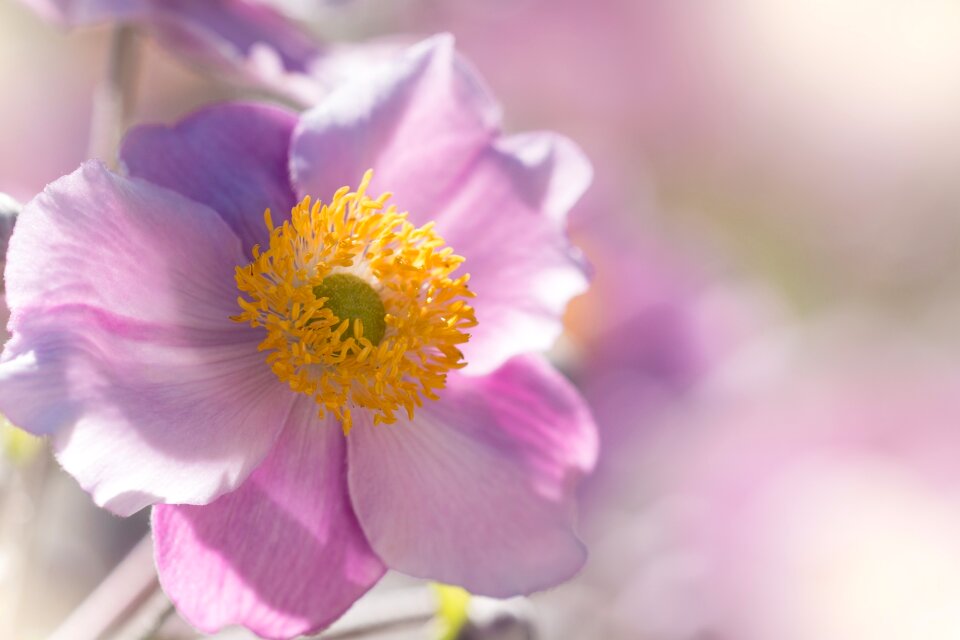 Garden plant blossom bloom