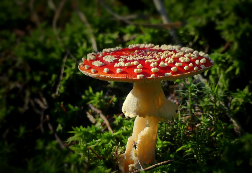 Forest autumn nature