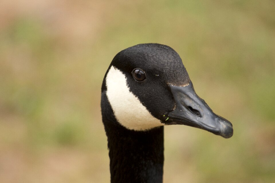 Head portrait beak