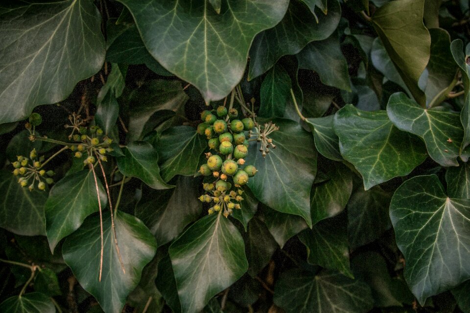 House plant macro photo nature wallpaper