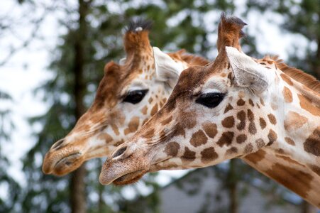 Giraffe zoo animal