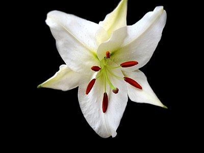Blossom white macro