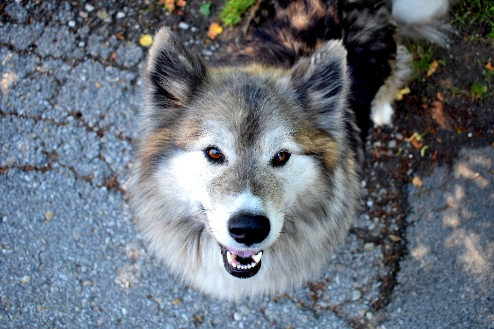 Cute pet adorable