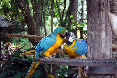 Macaw exotic blue photo