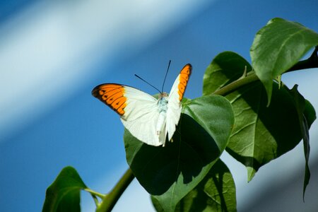 Insect garden natural photo