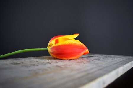 Wooden crate orange red
