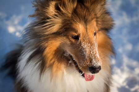 Pet purebred animal