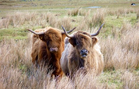 Cow shaggy pasture photo