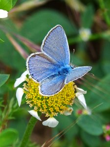Libar blue butterfly blaveta