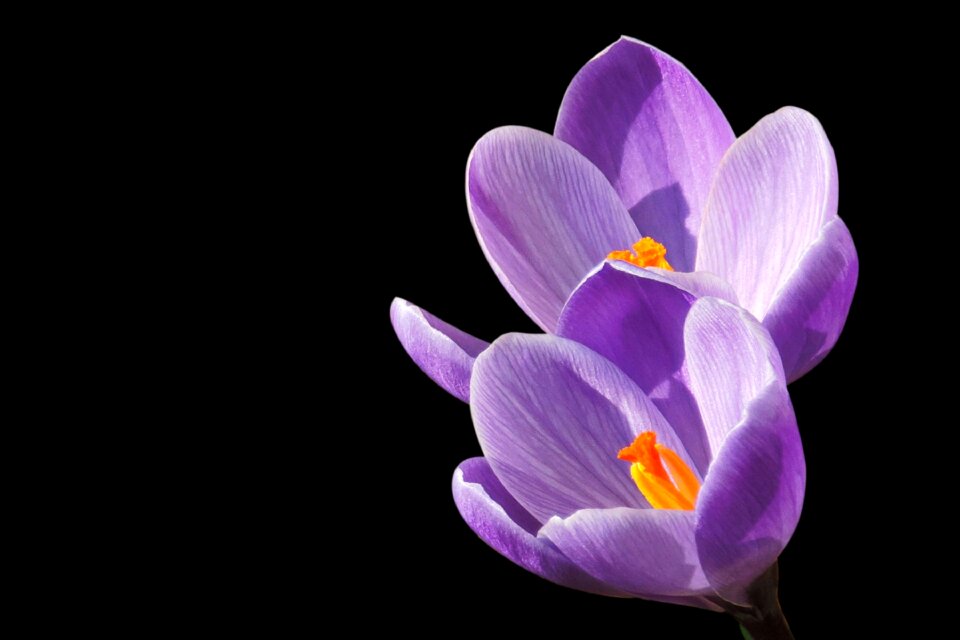 Blossom bloom purple
