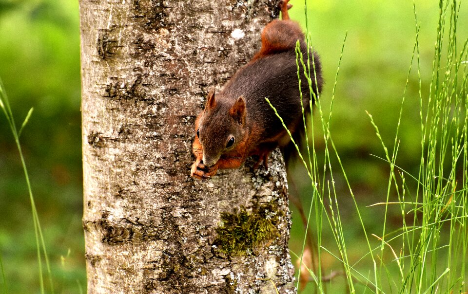 Nature rodent animal photo