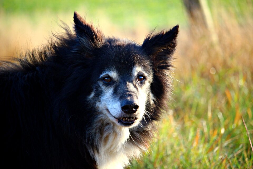 Herding dog border collie british sheepdog photo