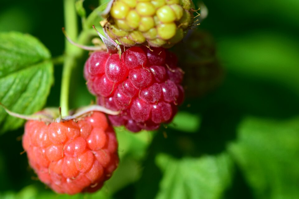 Red berries sweet