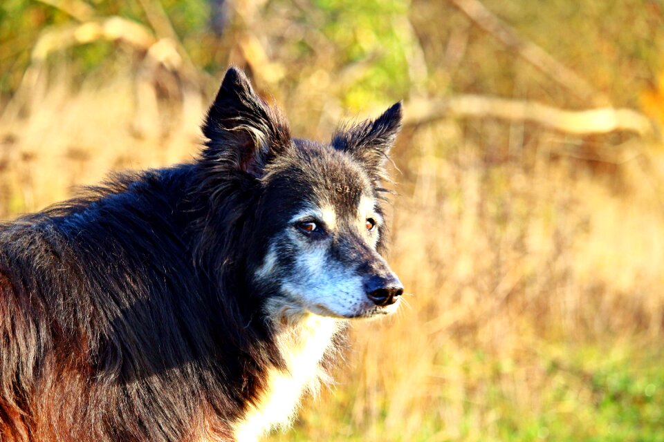 British sheepdog collie border photo