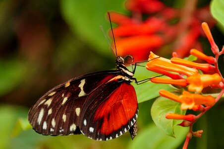 Wildlife wing helicon