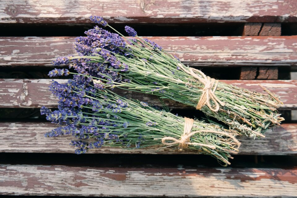 Lavender purple flowers wildflowers