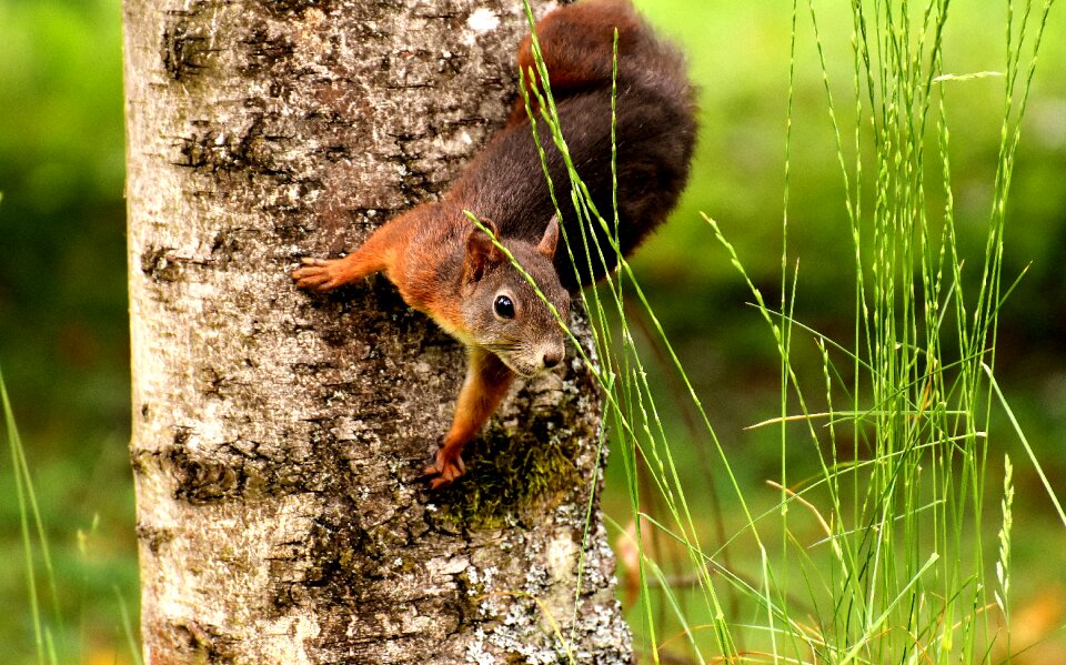 Nature rodent animal