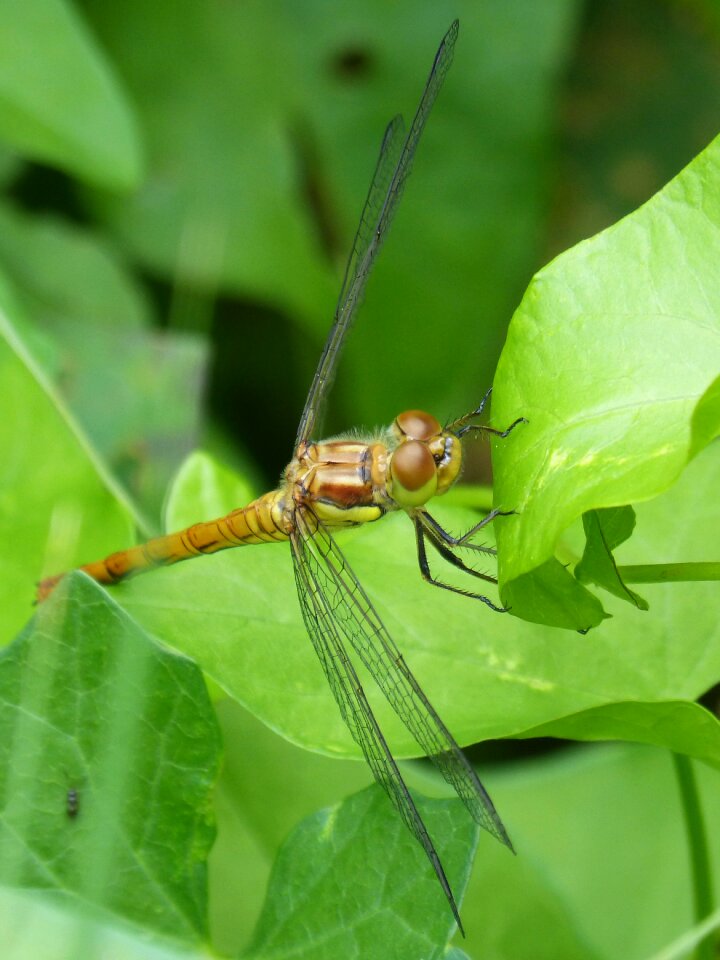 Yellow dragonfly cordulegaster boltonii leaves