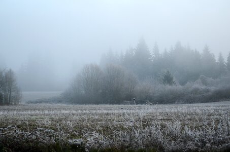 Field fog nature photo