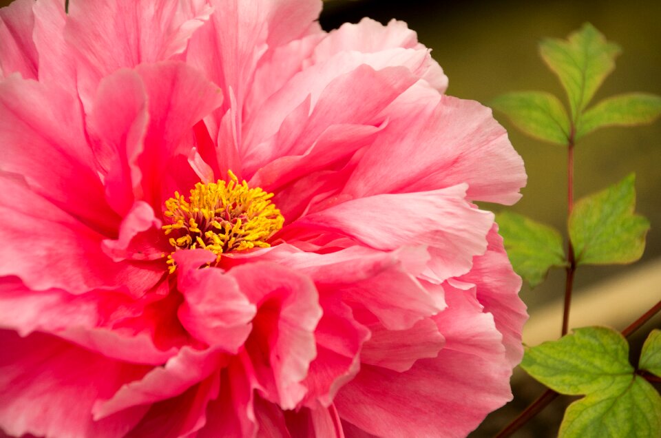 Spring equinox flowers and plants peony
