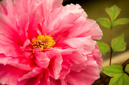 Spring equinox flowers and plants peony