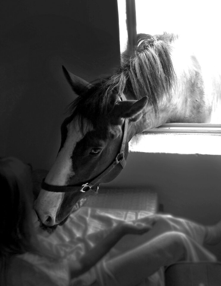 Stallion mare the head of the