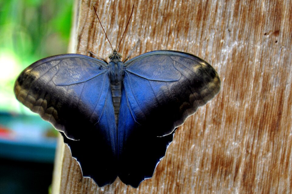 Entomology antennae caligo