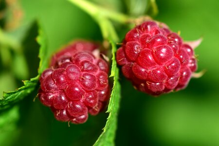 Red berries sweet photo