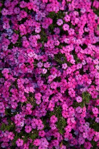 Garden nature summer plant