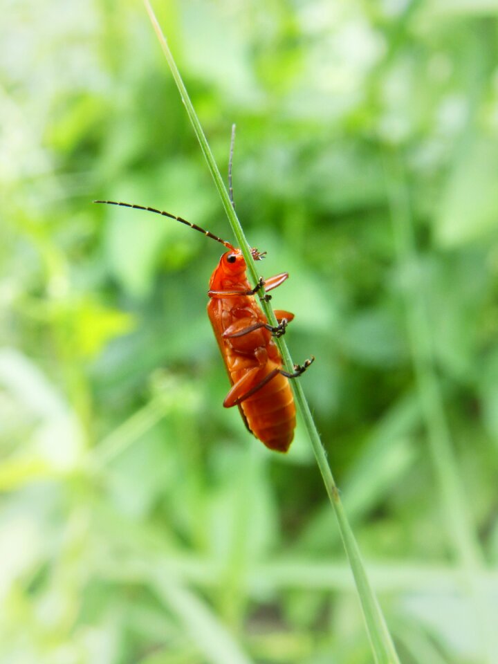 Orange beetle detail insect