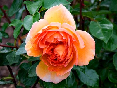 Flowers apricot orange